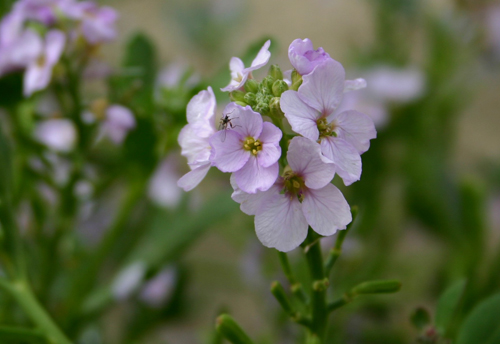 fiori sulla sabbia nelle ebridi esterne